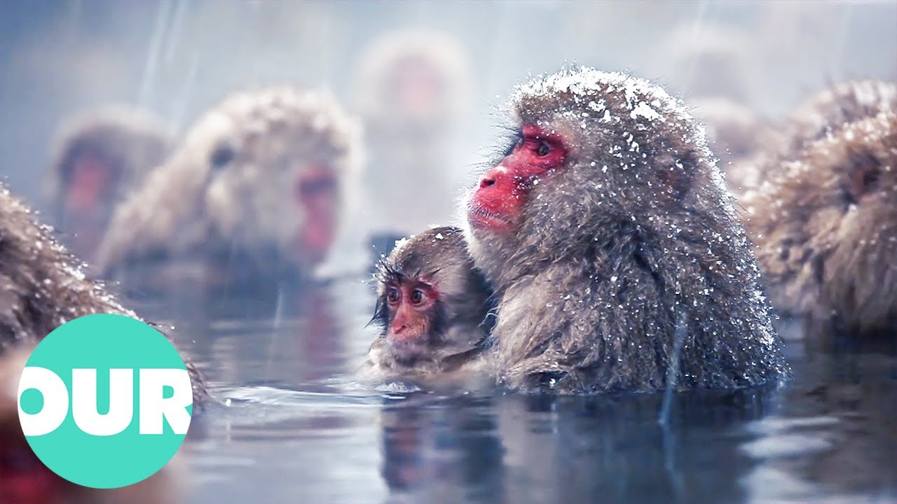 Life of the Smartest & Cutest Mischievous Monkeys