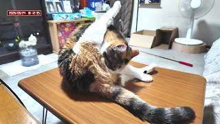 三毛猫フミちゃん  LIVE配信   2026年8月24日　calico cat　(LIVE stream)