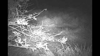 preview picture of video 'Otters at Cottage Farm Nature Reserve'