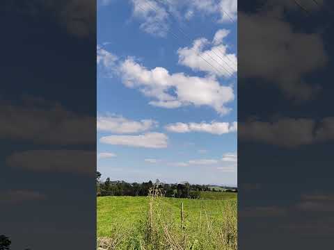 Natureza linda | Presidente Getúlio SC #plantas