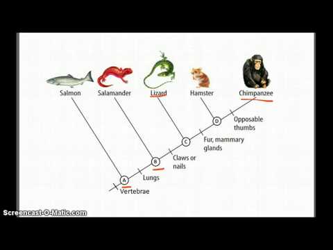 Cladograms Betterlesson