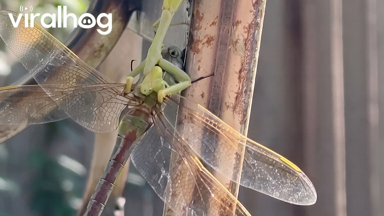 Praying Mantis Takes Down a Dragonfly || ViralHog