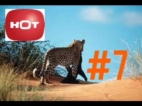 Honey Badger Videos - Honey Badger Fighting Leopard - Best Animal Videos 2014