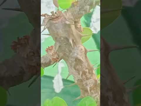 Jangan lewatkan inilah Tanda dosa kita telah diampuni Allah.walahualam bishawab #ceramah#islam#subuh