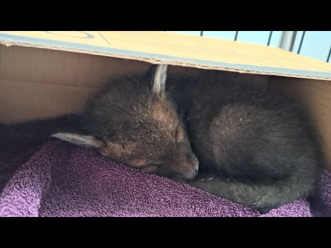 Too cute to miss! ❤️ Second Chance Fox Rescue🦊 #wildlife #fox #viral #cuteanimals #fyp #vlog #mylife