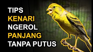 Download lagu 5 Ways to Make a Canary Roll for a Long Time Without Breaking mp3 Download lagu 5 Ways to Make a Canary Roll for a Long Time Without Breaking mp3