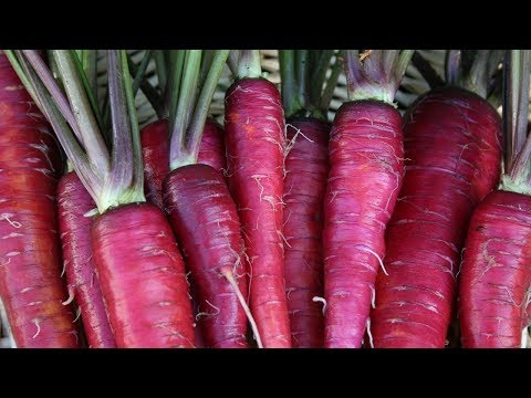 download lagu mp3 mp4 Purple Dragon Carrot, download lagu Purple Dragon Carrot gratis, unduh video klip Purple Dragon Carrot