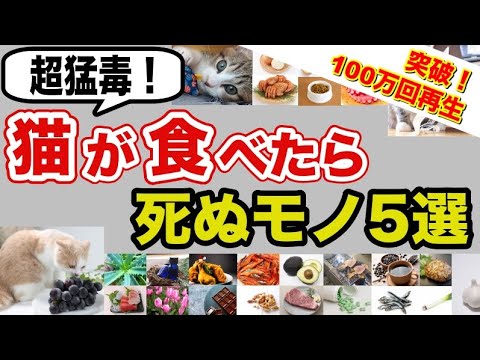 鶏にとって有毒な食べ物は何ですか?  庭園