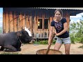 Hard Hand Work In A Mountain Village On Cows Farm Making 3 Types Of Cheese One Day