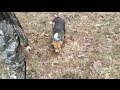 2014 rabbit hunting with dogs 