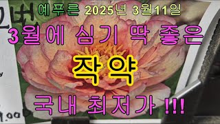 25년 3.11) 3월 작약 심기 딱 좋아요 !! 국내 최저가