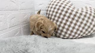 ハーフ犬の動画01