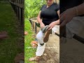 Below The Knee Amputee Anxiety Adjusting Prosthetic Leg In Public