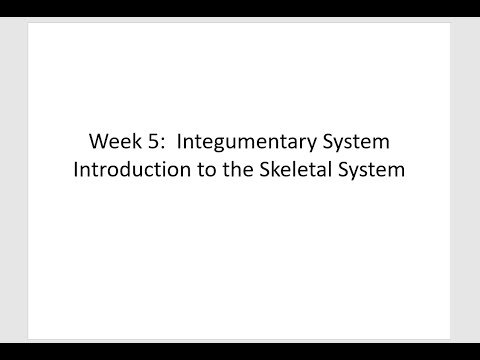 4  Lab 4, Bio 201   Integument and Skeletal Intro
