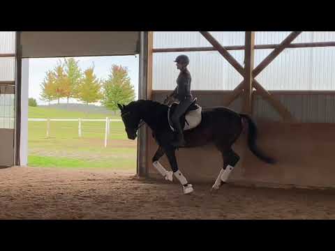 Sold: First Class (Finest x Ampere x Ravallo)