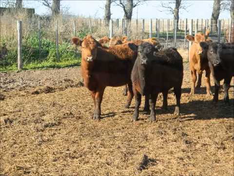 VAQUILLONAS ANGUS PARA SERVICIO PAMPILLO & ASOCIADOS