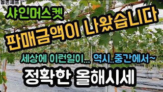#샤인머스켓판매금액 #포도경매시세밭거래 #샤인머스켓재배기술