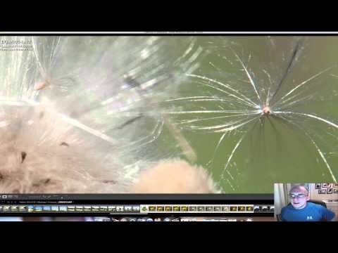 Tamron 24-70mm VC: macro ability review