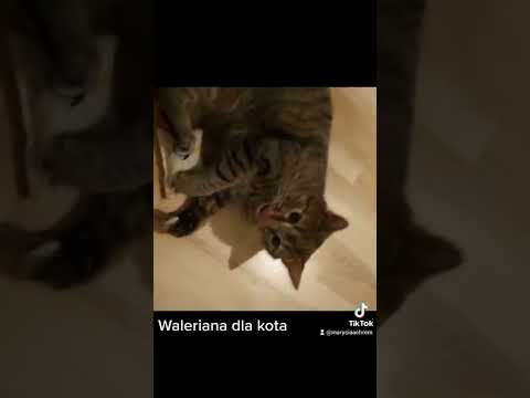 Narkomania wśród zwierząt 🤣🤣🤣🤣