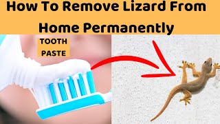 MAGIC COLGATE How to Get Rid of Lizards on Porch from House