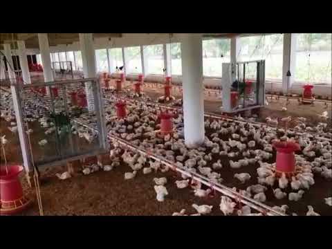 Poultry Fan