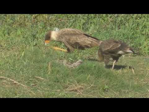 Aves y plantas en los bañados del arroyo Cululú Esperanza Santa Fe Argentina Parte 3 2026