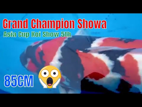 Showa Grand Champion Asia Cup Koi 5th