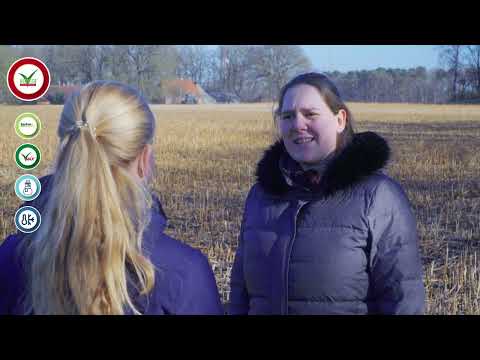 Saaten-Union: Einarbeiten von Zwischenfrüchten vor Kartoffeln – ohne Glyphosateinsatz