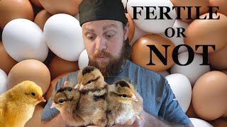 How to tell if your chicken eggs are fertile