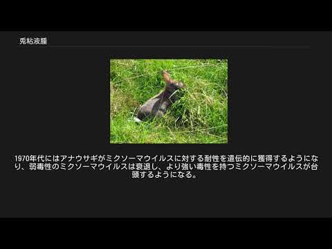 ウサギの粘液腫症 - 症状と予防