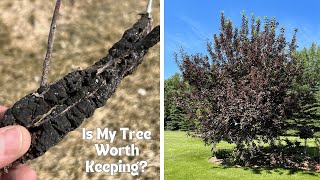 Pruning Out Black Knot On Canada Red Cherry