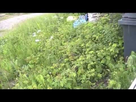 hyvin on tortai sujunut