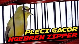 Download lagu PLECI GACOR TEMBAKAN MEWAH // SUPER ZIPPER PANJANG BREN CIBLEK // pancingan pleci 2024 #vídeoviral mp3