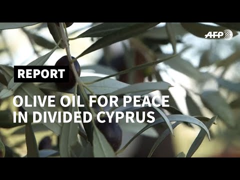 Cyprus: olive oil 'for peace' in the divided island  | AFP