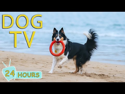 DOG TV: Video Entertain for Dog Anxiety, Depression & Hyperactivity When Home Alone - Music for Dog