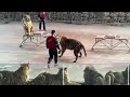 The Huge Siberian Tiger In The Circus
