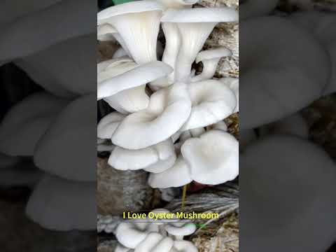 Oyster Mushroom Spawn (seeds)