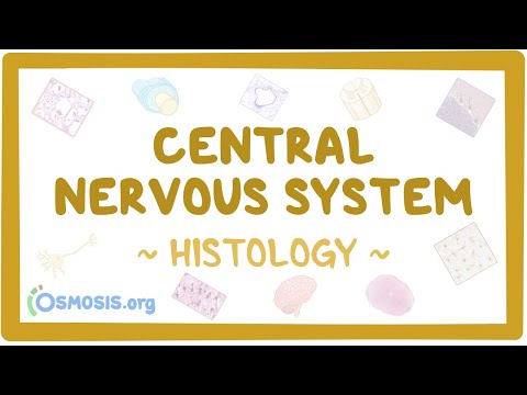 Central nervous system: Histology