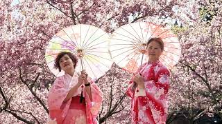 2024 2月29福壽山千櫻園二
