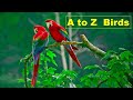 ABC Birds A To Z Birds Learn Alphabet With Names Of Birds For Kids