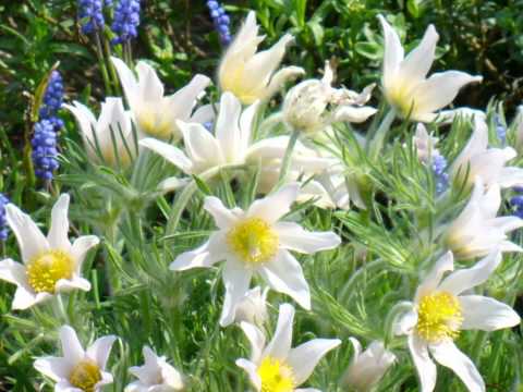 POLSKIE KWIATY (polish flowers)