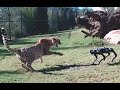 Cheetah vs  Robodog - Zoo  Robot Research testing world 1st   - Sydney Behind the scenes