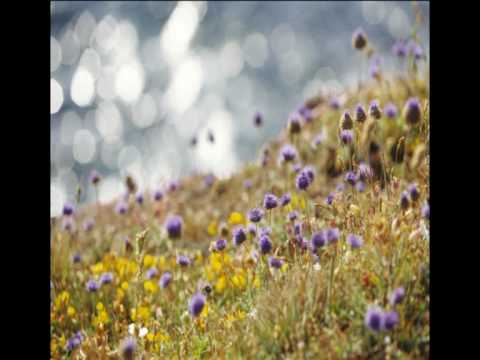 kijk eens naar de vogels Elly & Rikkert