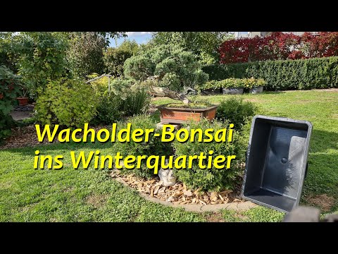 Wacholder-Bonsai ins Winterquartier