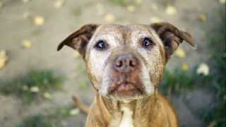 Amanda Marshall - If I Didn&#39;t Have You