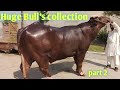 BIG COLLECTION OF BULLS RANA MUKHTAR SB HONG KONG LIVE DAIRY FARM High Milking Buffaloes