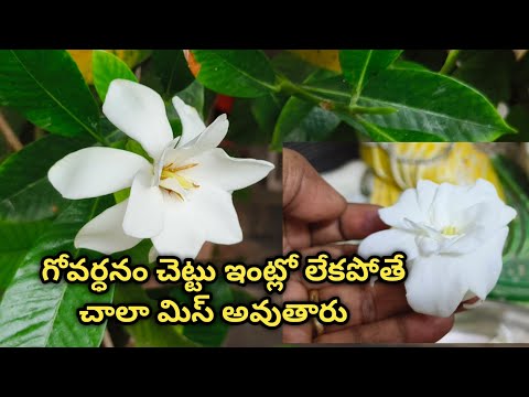 Govardhana Puvvulu || Govardhana Flowers || Govardhana tree || Jasminoides ||