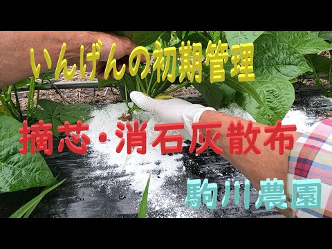 なぜ庭でランナーインゲンを栽培するのでしょうか？この食用および観賞用の植物についてすべてを知る  庭園