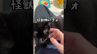 【黒猫】赤ちゃんと遊ぼうとするが、、、