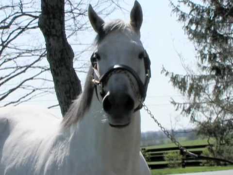 Monarchos 2001 Kentucky Derby Winner